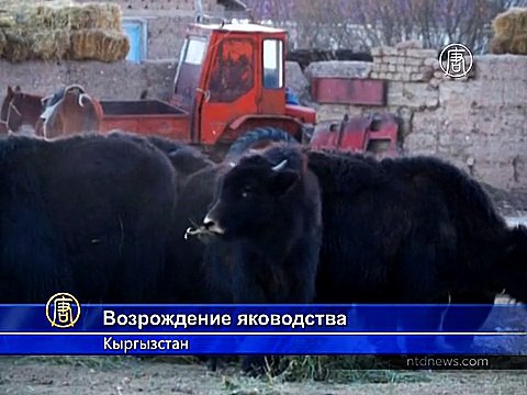 Фермеры Кыргызстана делают ставку на яков