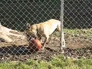 Dog playing with ball
