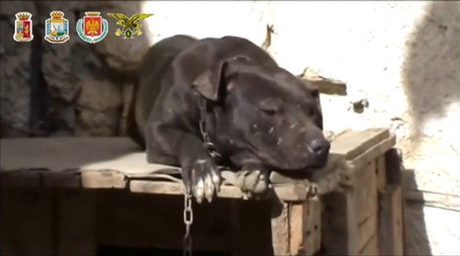 Palermo - combattimenti clandestini di pitbull, cani segregati e feriti