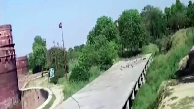 flying ghost hunting a pigeon caught on camera