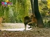 Lion Vs Tiger fight, Real Fight Of Tigers Vs Lions