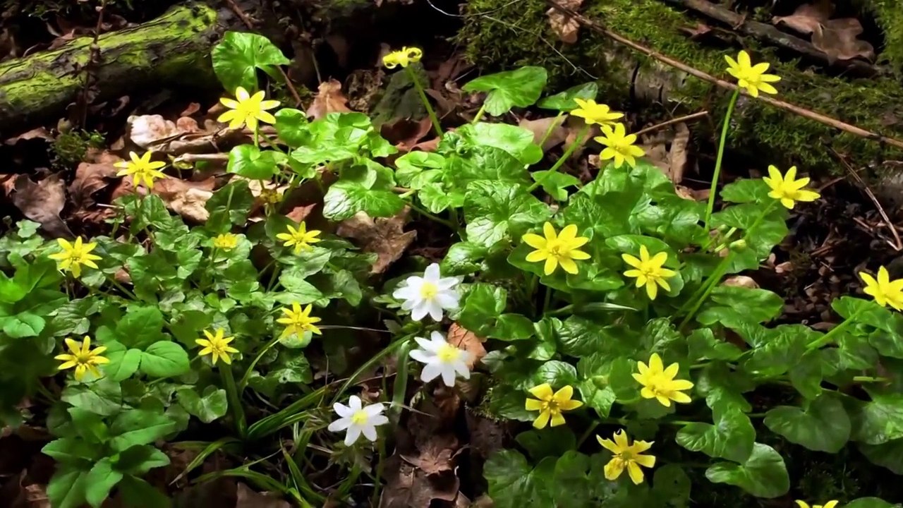 Gözəl mövzular -Allahın dininə dəvət