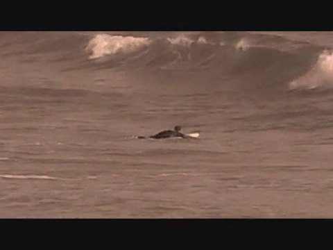 Les Vagues et le surf - belles vagues surfées vidéo