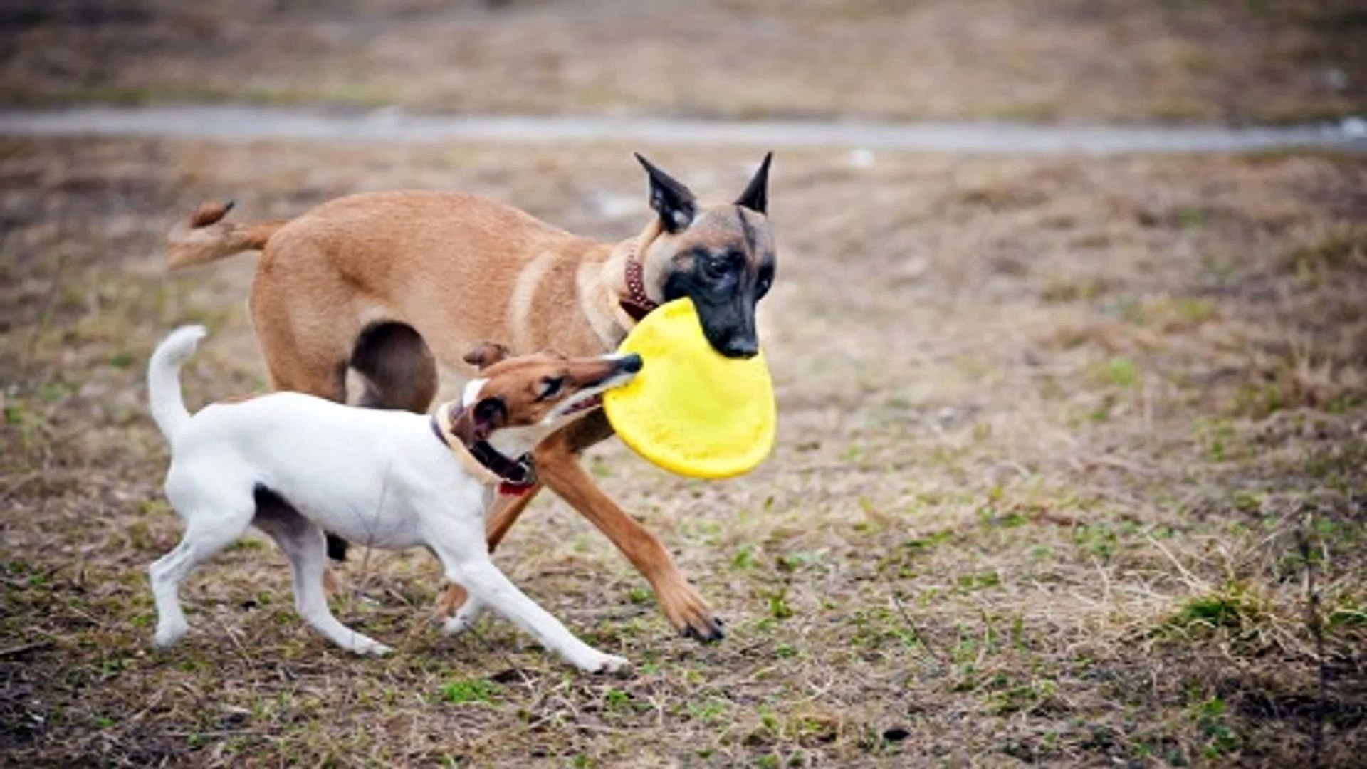 ⁣Dog Training Aids