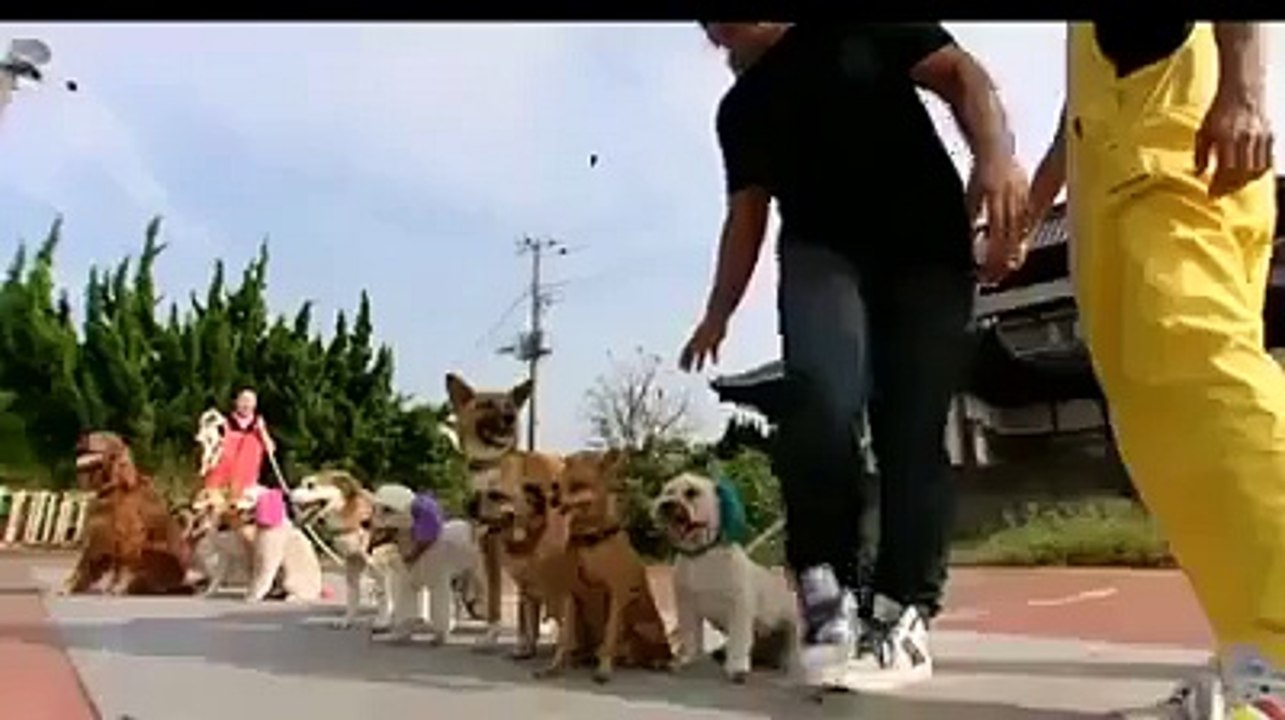 World record - Dogs skipping