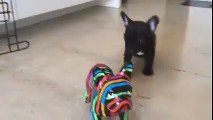 French Bulldog confused by fake dog, so funny
