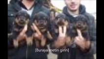 Satılık Rottweiler yavrusu | Rottweiler yavruları | Rottweiler köpeği | 05374049644