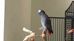Parrot Whistles On a Famous Song