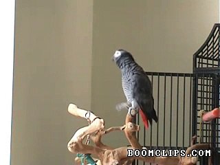 Parrot Whistles On a Famous Song