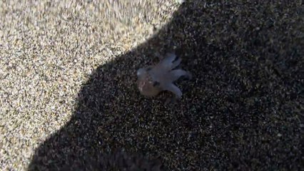 Baby octopus walking on the beach