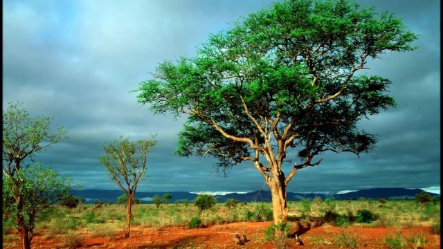 Kruger National Park,South Africa [a video by Cristian Cirstocea]
