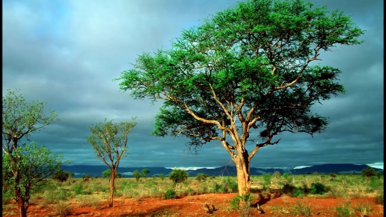 Kruger National Park,South Africa  [a video by Cristian Cirstocea]