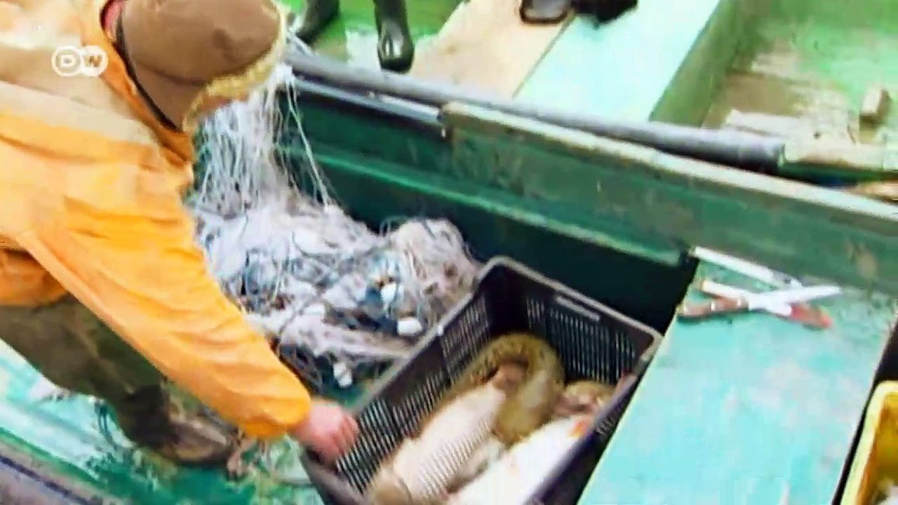 Rumänien: Störe in Not | Fokus Europa