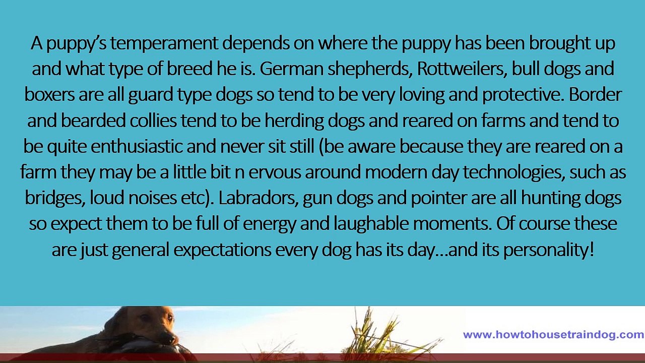 Dog Puppy Training
