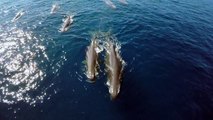 GoPro- Rare Sperm Whale Sighting in 4K