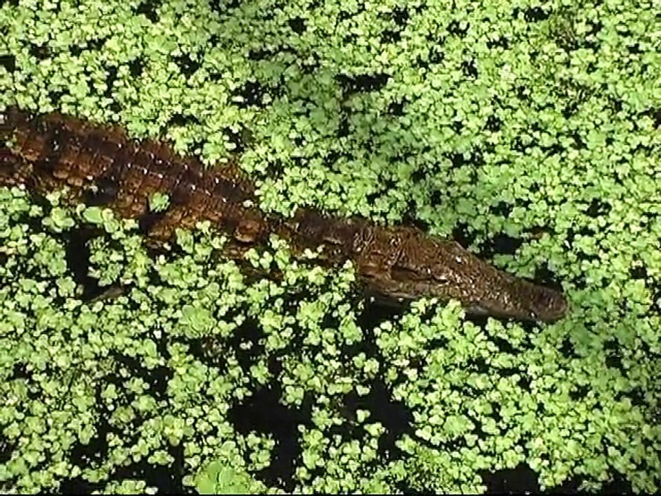 La Planète des crocodiles (Civaux, Vienne)