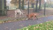 Boxer desperately wants to play with deer