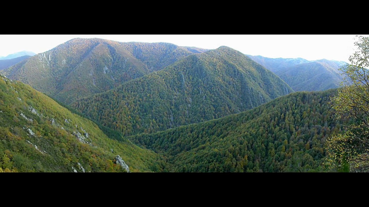 Descubren nuevo liquen en los bosques de Asturias