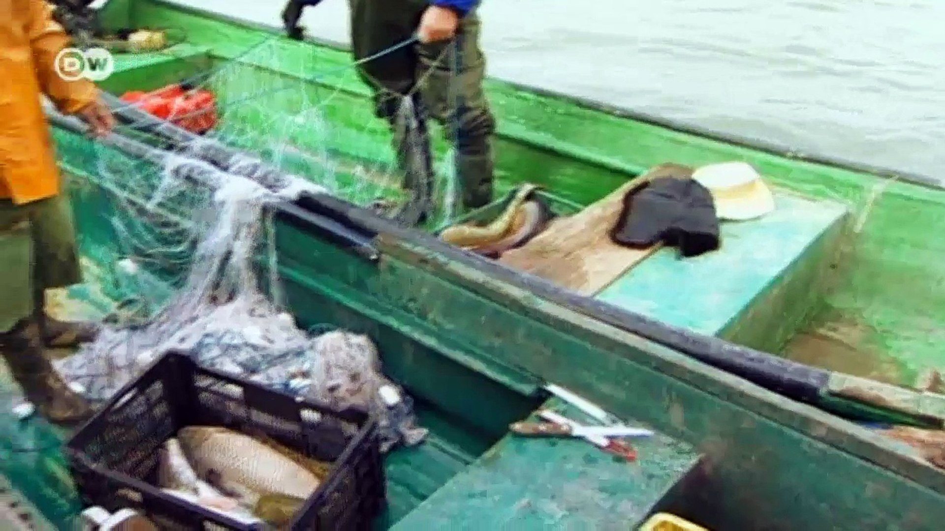 ⁣Romania: The endangered sturgeon | Focus on Europe