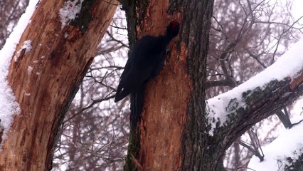 большой черный дятел