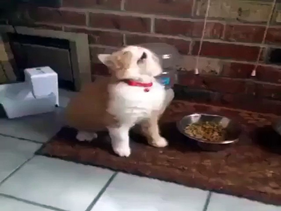 Bobby Shmurda's cat when it gets food