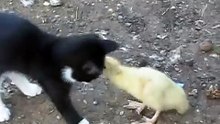 Kitten vs Duckling - funny battle
