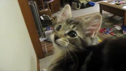 Kitten bleats like goat