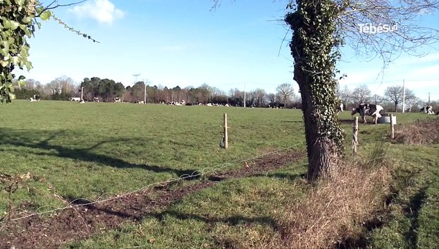 Agriculture. Comment s'adapter à l'arrêt des quotas laitiers ?