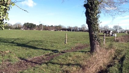 Agriculture. Comment s'adapter à l'arrêt des quotas laitiers ?