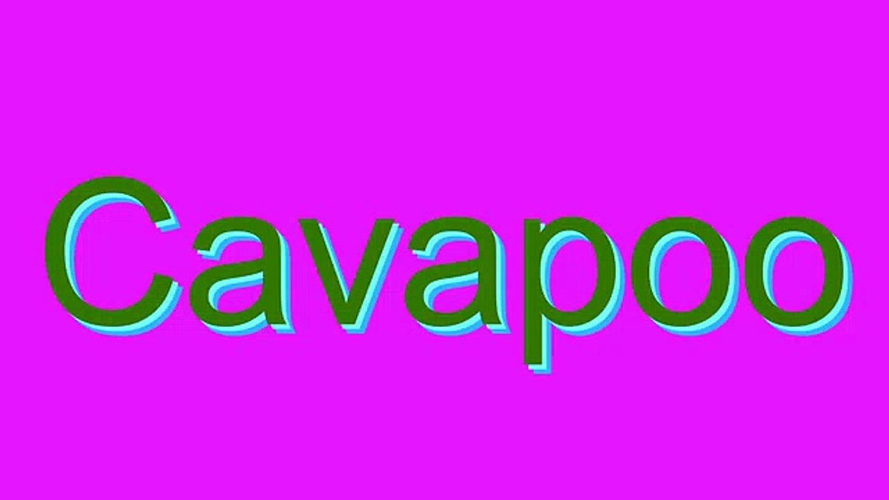 How to Pronounce Cavapoo