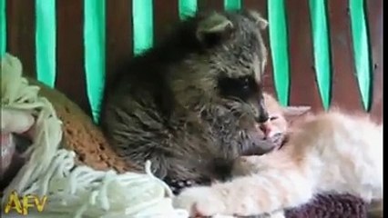 Quand un raton laveur prend soin de son ami le chaton !