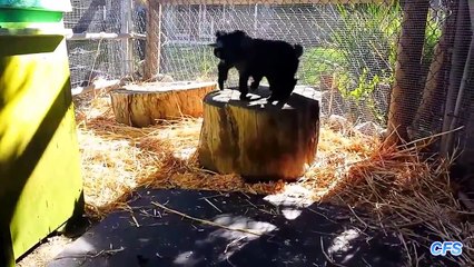 Compilation : Des bébés chèvres que vous adopteriez sans hésitation !