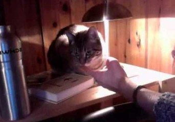 Conductive Kitty Turns on Touch Lamp