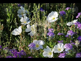 نهار جميل - حوريه حسن