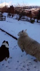 Un mouton se prend pour un chien