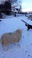 After growing up with four Border Collies, this sheep thinks it's one of them!