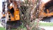 Tram : rempotage des arbres à Joué-lès-Tours