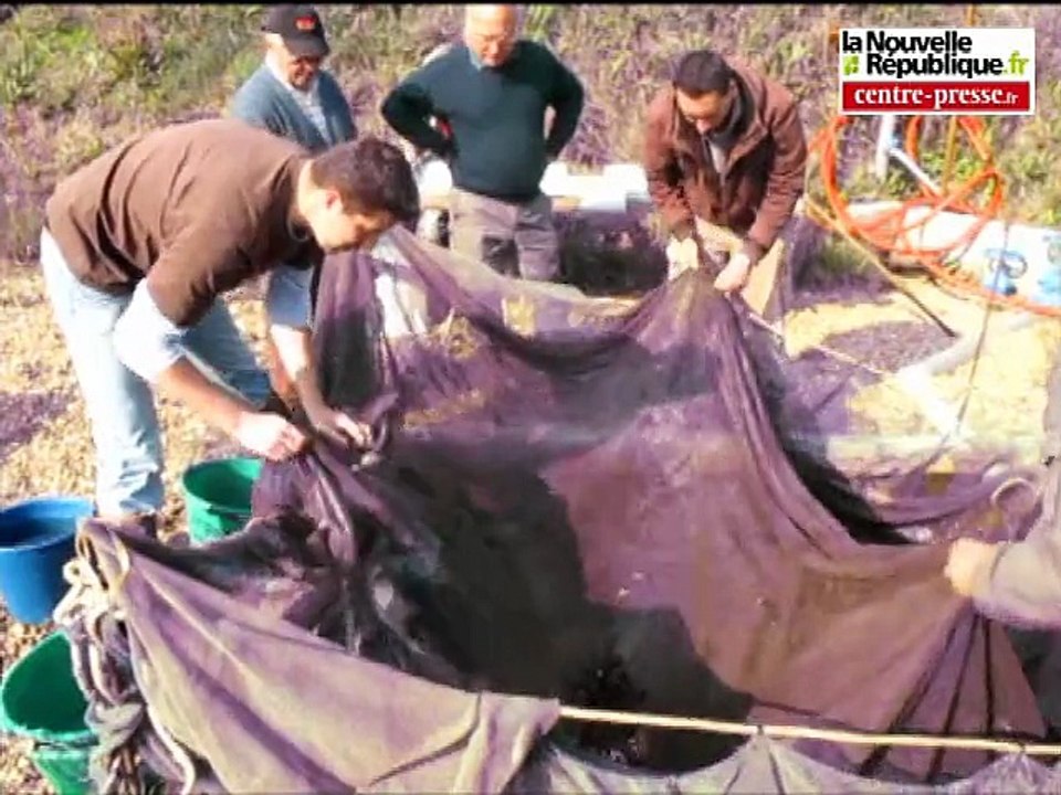 Leigné-les-Bois: des fayères à brochets pour sauver l'espèce