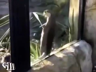 Otter got moves!