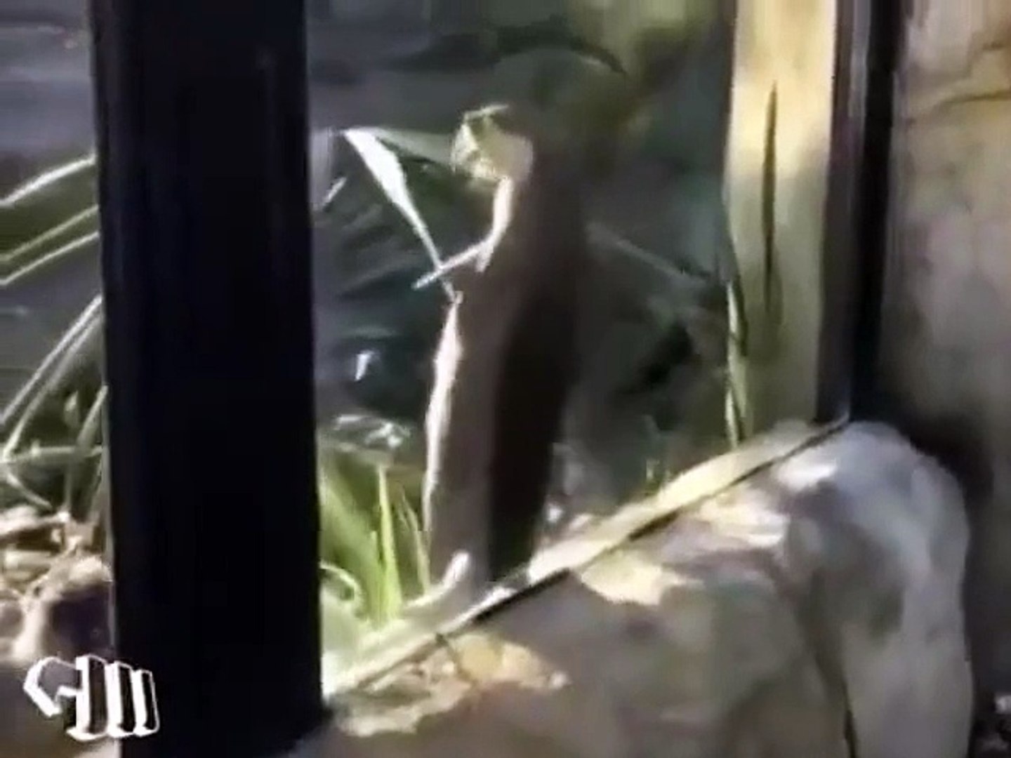 ⁣Otter got moves!
