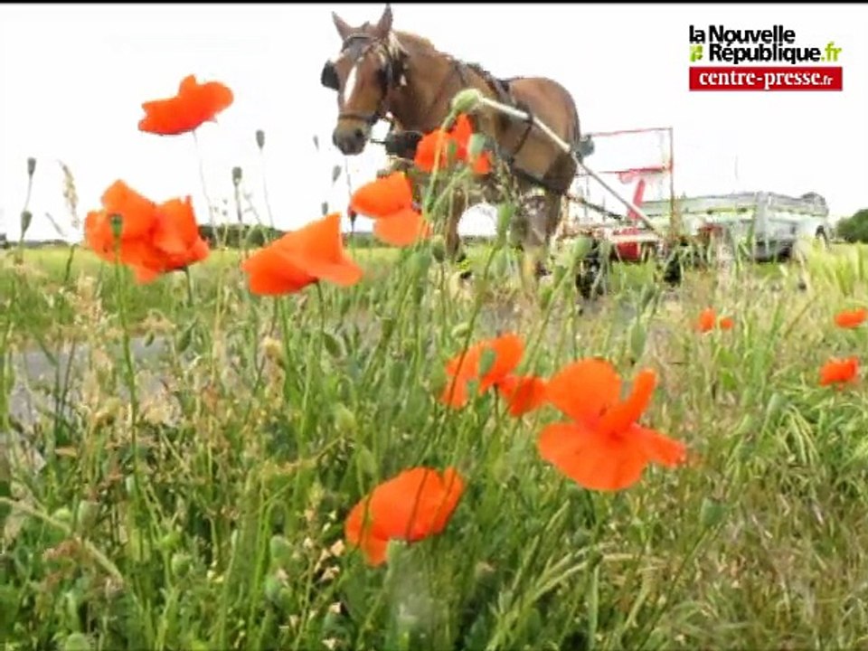 Naintré: les déchets collectés à cheval