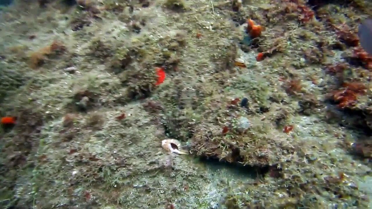 pieuvre camouflée