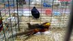 Volailles, lapins et pigeons font salon à Bonneuil-Matours