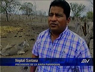 Reses muertas y falta de alimento en Montecristi por escasez de agua