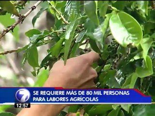 Sector Agrícola requiere más de 80 mil trabajadores para fin de año