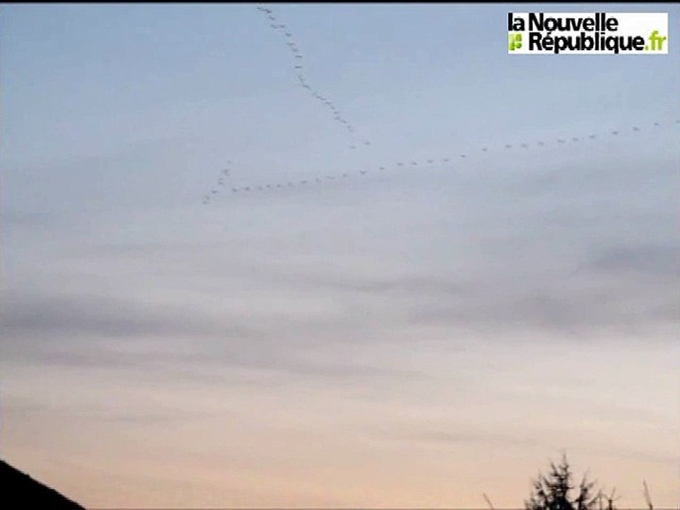 Les grues dans le ciel de l'Indre