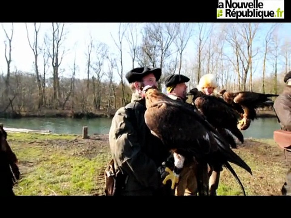 Aigles chasseurs dans le Marais Poitevin