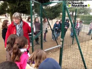 Des poules écolos dans la cour de récré