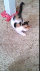 Adorable kitten doesn't trust blueberry