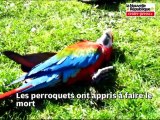 Le Marsupilami de Chabat aime les perroquets de la Vienne